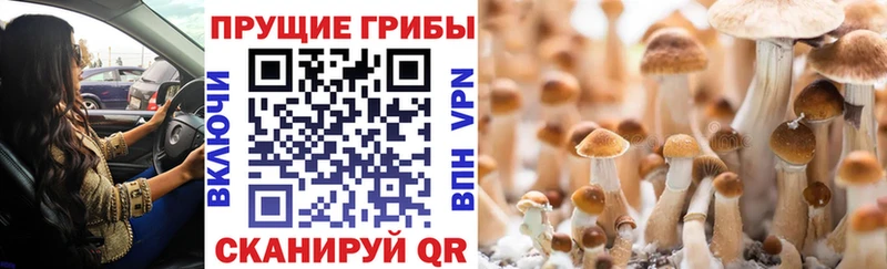 Псилоцибиновые грибы ЛСД Дмитриев